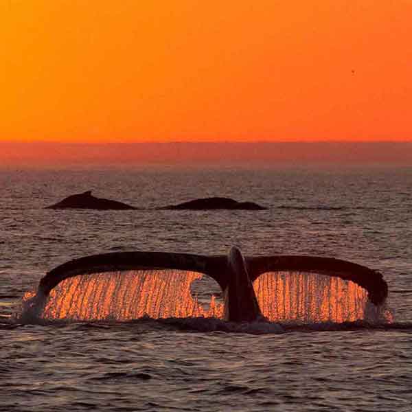 Exclusive Sunset Whale Watches